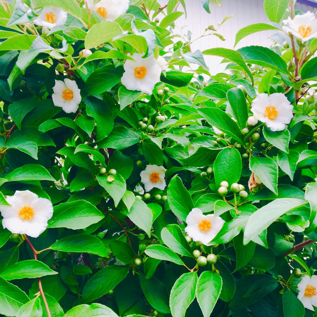 沙羅双樹の花、満開です！ 福島県会津若松市の婚約指輪・結婚指輪・ジュエリー専門店 / ジュエリーオースカ