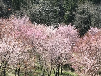 桜峠の桜、見事でした。
