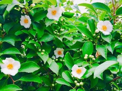 沙羅双樹の花、満開です！