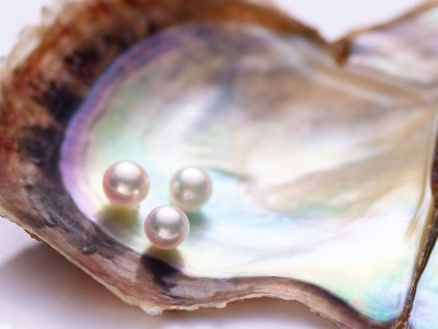 高騰する日本のアコヤ真珠の価値！その理由は？